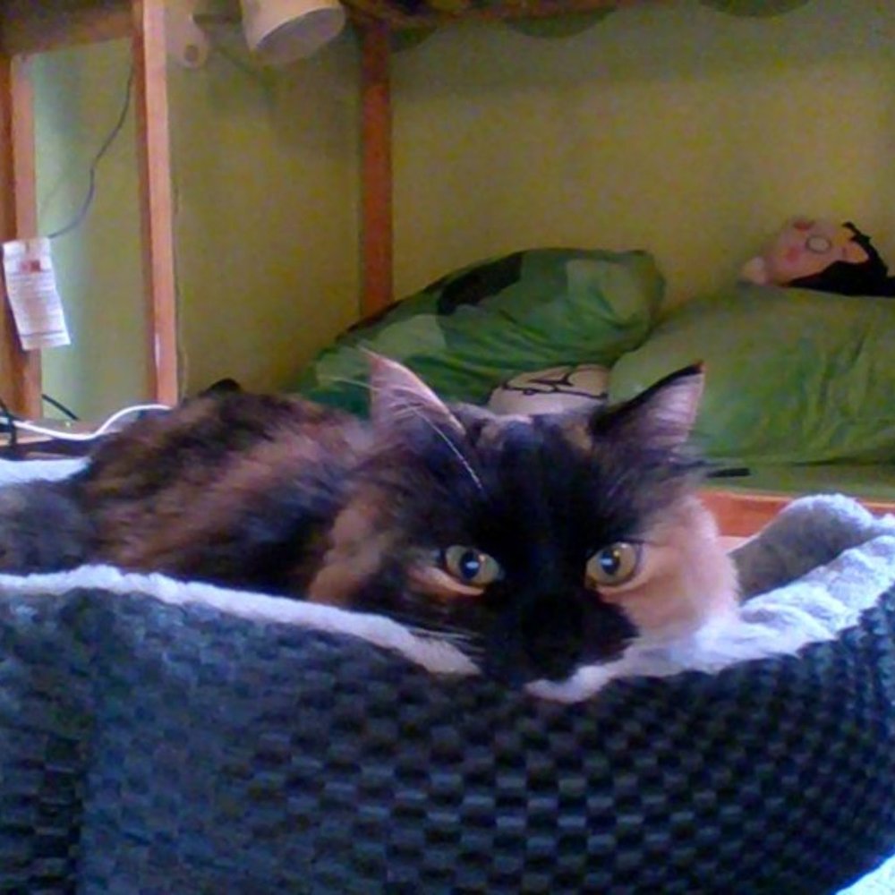 Pixel, my cat